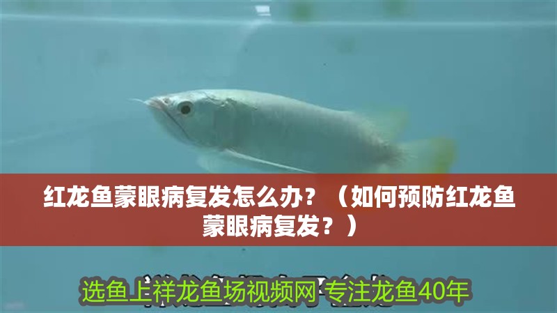 紅龍魚蒙眼病復(fù)發(fā)怎么辦？（如何預(yù)防紅龍魚蒙眼病復(fù)發(fā)？）