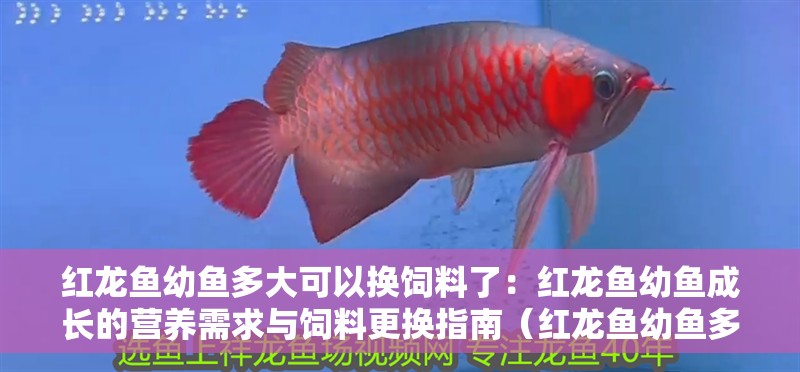 紅龍魚幼魚多大可以換飼料了：紅龍魚幼魚成長的營養需求與飼料更換指南（紅龍魚幼魚多大可以換飼料）