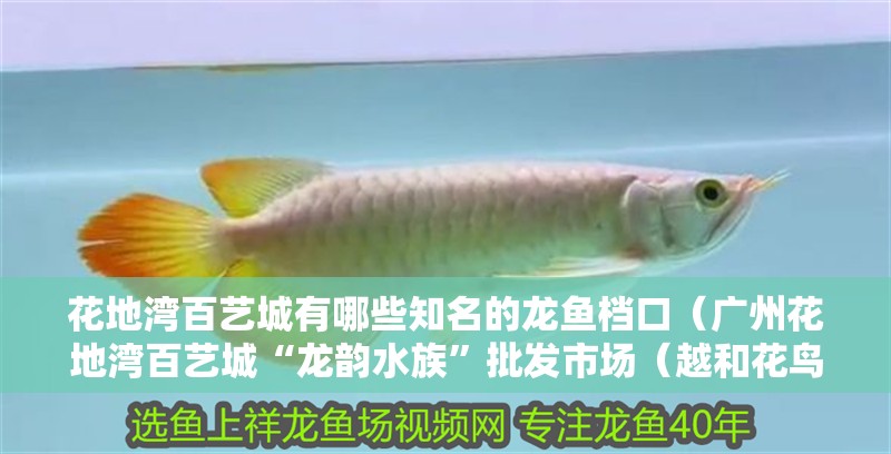花地灣百藝城有哪些知名的龍魚檔口（廣州花地灣百藝城“龍韻水族”批發市場（越和花鳥魚藝大世界）） 花地灣百藝城有哪些知名的龍魚檔口（廣州花地灣百藝城“龍韻水族”批發市場（越和花鳥魚藝大世界）） 龍魚百科