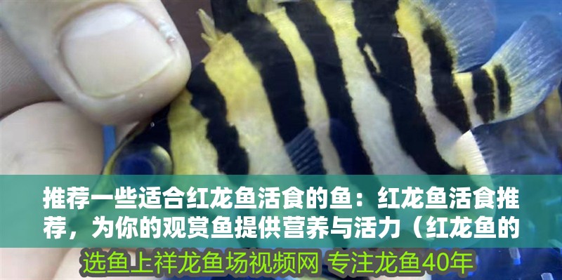 推薦一些適合紅龍魚活食的魚：紅龍魚活食推薦，為你的觀賞魚提供營養(yǎng)與活力（紅龍魚的活食喂養(yǎng)方法）