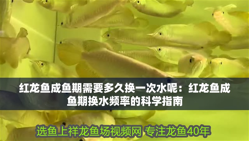 紅龍魚成魚期需要多久換一次水呢：紅龍魚成魚期換水頻率的科學指南