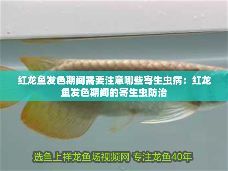 紅龍魚發(fā)色期間需要注意哪些寄生蟲病：紅龍魚發(fā)色期間的寄生蟲防治
