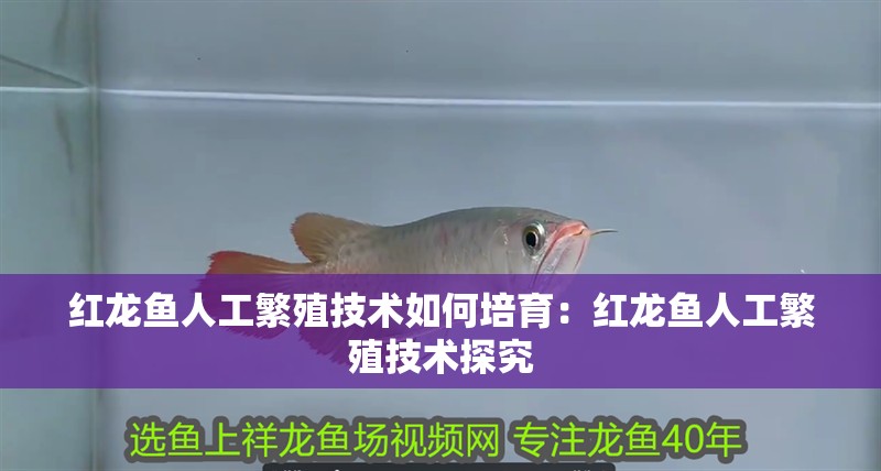 紅龍魚人工繁殖技術(shù)如何培育：紅龍魚人工繁殖技術(shù)探究