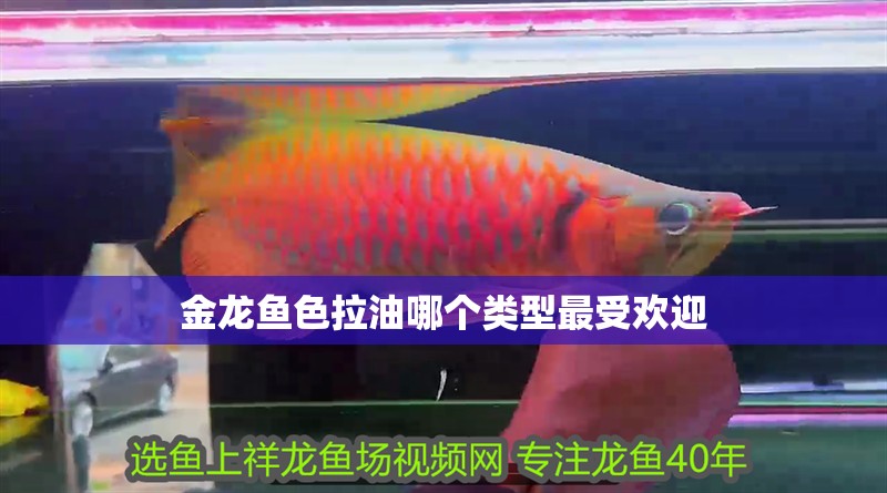 金龍魚色拉油哪個類型最受歡迎 金龍魚色拉油哪個類型最受歡迎 龍魚百科