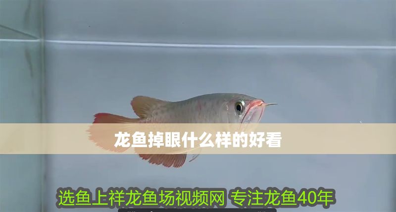 龍魚掉眼什么樣的好看