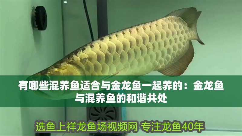 有哪些混養魚適合與金龍魚一起養的：金龍魚與混養魚的和諧共處