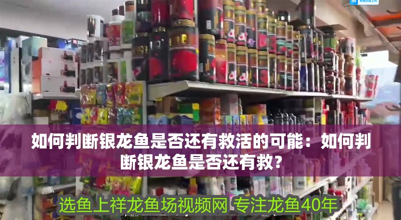 如何判斷銀龍魚是否還有救活的可能：如何判斷銀龍魚是否還有救？