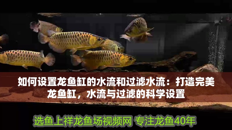 如何設(shè)置龍魚缸的水流和過(guò)濾水流：打造完美龍魚缸，水流與過(guò)濾的科學(xué)設(shè)置