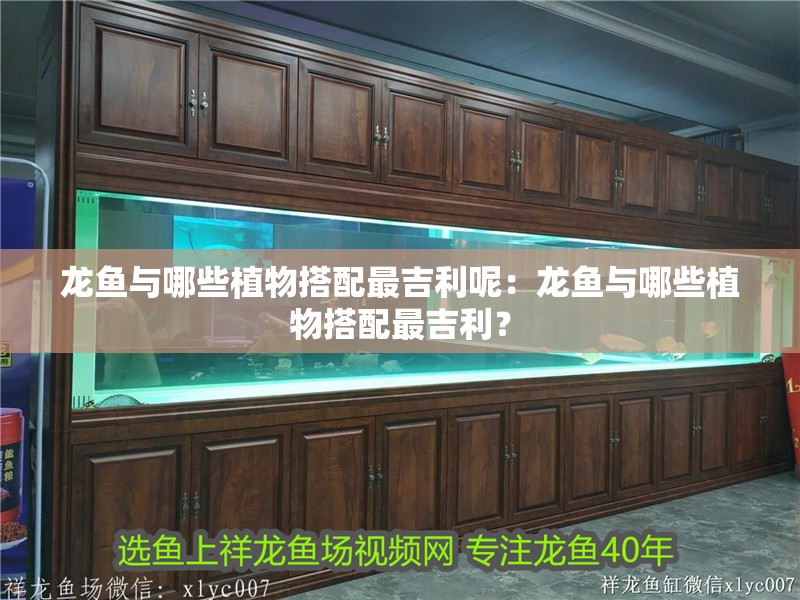 龍魚(yú)與哪些植物搭配最吉利呢：龍魚(yú)與哪些植物搭配最吉利？