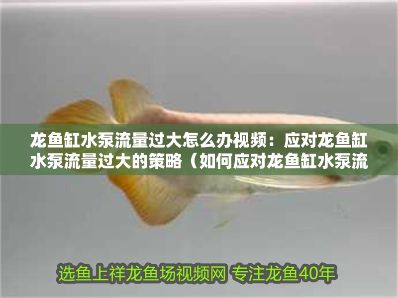 龍魚缸水泵流量過大怎么辦視頻：應對龍魚缸水泵流量過大的策略（如何應對龍魚缸水泵流量過大的問題）