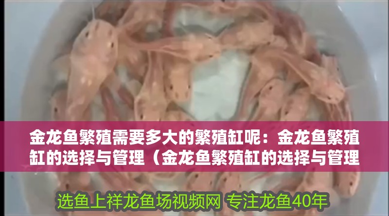 金龍魚繁殖需要多大的繁殖缸呢：金龍魚繁殖缸的選擇與管理（金龍魚繁殖缸的選擇與管理）