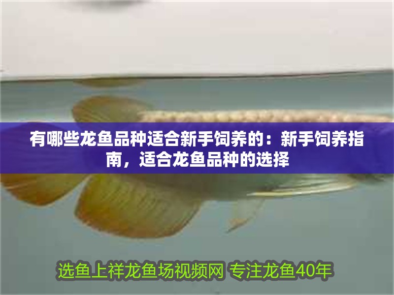 有哪些龍魚品種適合新手飼養(yǎng)的：新手飼養(yǎng)指南，適合龍魚品種的選擇