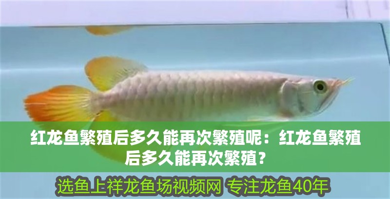 紅龍魚繁殖后多久能再次繁殖呢：紅龍魚繁殖后多久能再次繁殖？