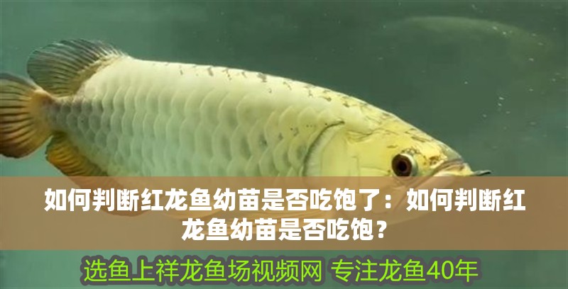 如何判斷紅龍魚幼苗是否吃飽了：如何判斷紅龍魚幼苗是否吃飽？