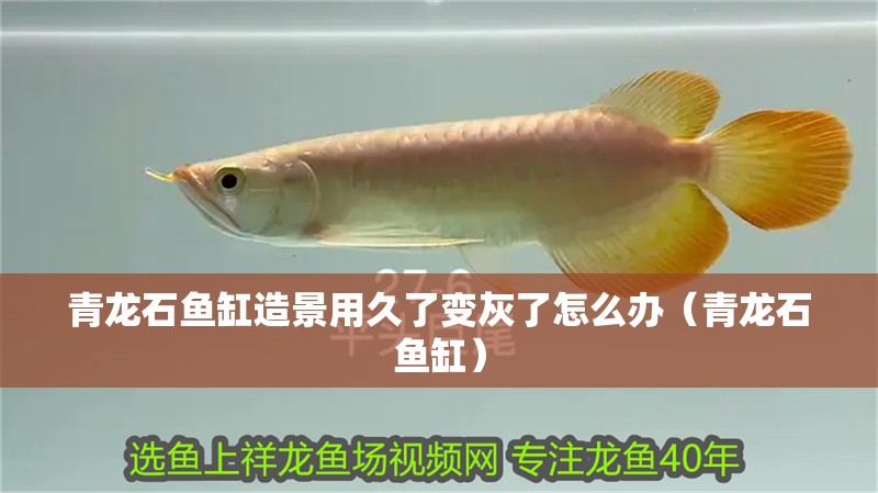 青龍石魚缸造景用久了變灰了怎么辦（青龍石魚缸）