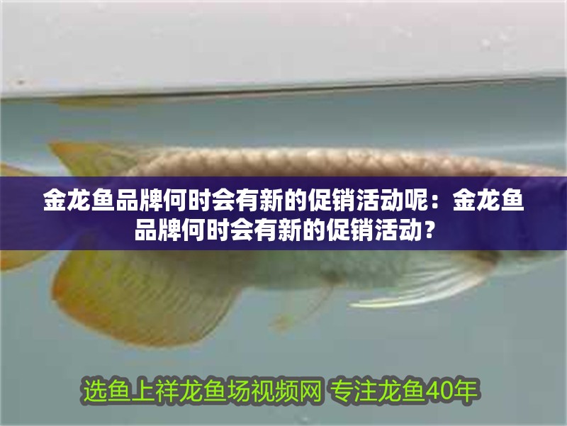 金龍魚品牌何時(shí)會(huì)有新的促銷活動(dòng)呢：金龍魚品牌何時(shí)會(huì)有新的促銷活動(dòng)？