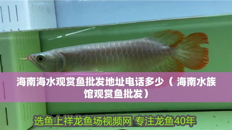 海南海水觀賞魚批發地址電話多少（ 海南水族館觀賞魚批發） 海南海水觀賞魚批發地址電話多少（ 海南水族館觀賞魚批發） 觀賞魚百科