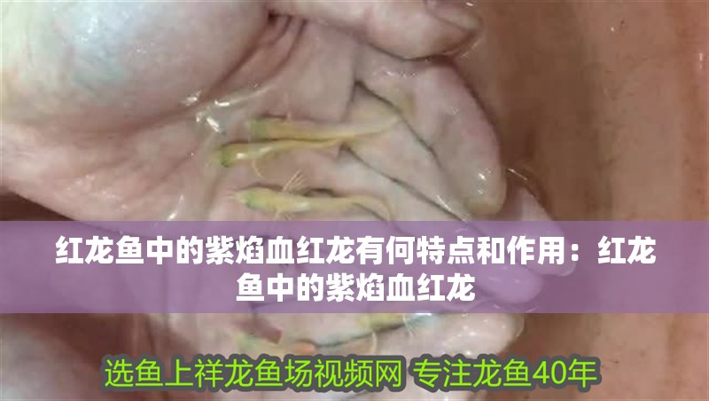紅龍魚中的紫焰血紅龍有何特點(diǎn)和作用：紅龍魚中的紫焰血紅龍