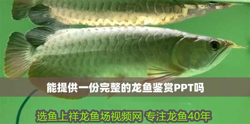 能提供一份完整的龍魚鑒賞PPT嗎