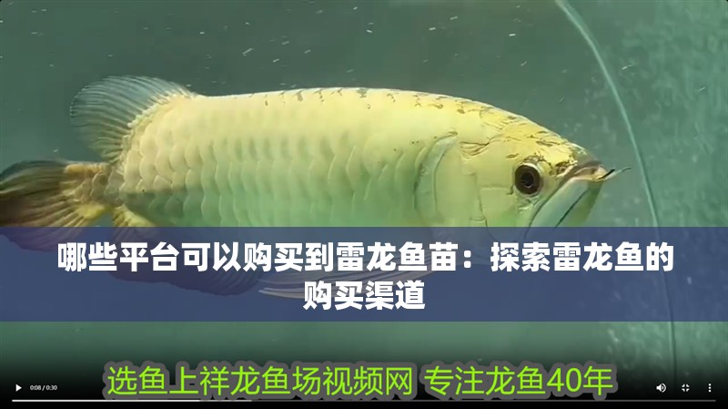 哪些平臺可以購買到雷龍魚苗：探索雷龍魚的購買渠道