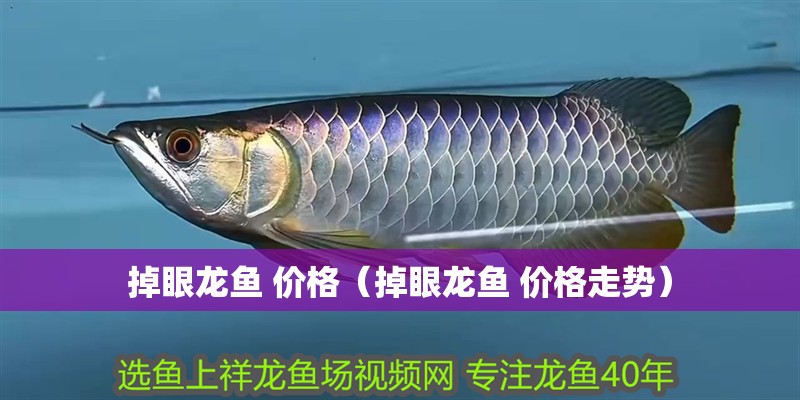 掉眼龍魚 價格（掉眼龍魚 價格走勢）