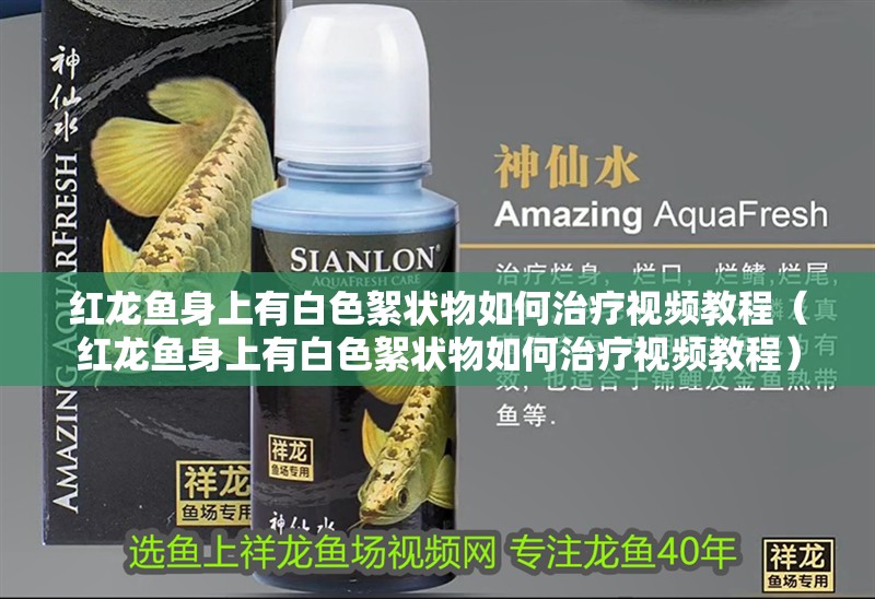 紅龍魚身上有白色絮狀物如何治療視頻教程（紅龍魚身上有白色絮狀物如何治療視頻教程）