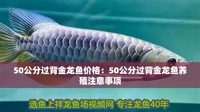50公分過背金龍魚價格：50公分過背金龍魚養(yǎng)殖注意事項