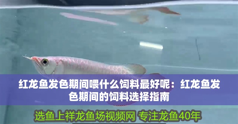 紅龍魚發色期間喂什么飼料最好呢：紅龍魚發色期間的飼料選擇指南