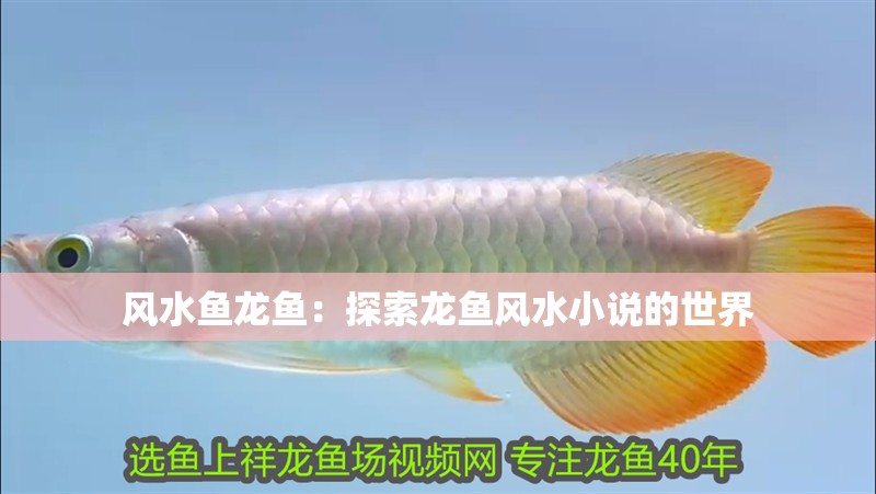 風水魚龍魚：探索龍魚風水小說的世界