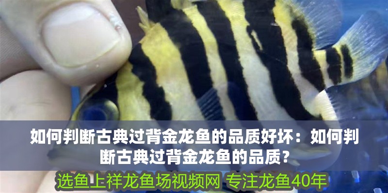 如何判斷古典過背金龍魚的品質好壞：如何判斷古典過背金龍魚的品質？