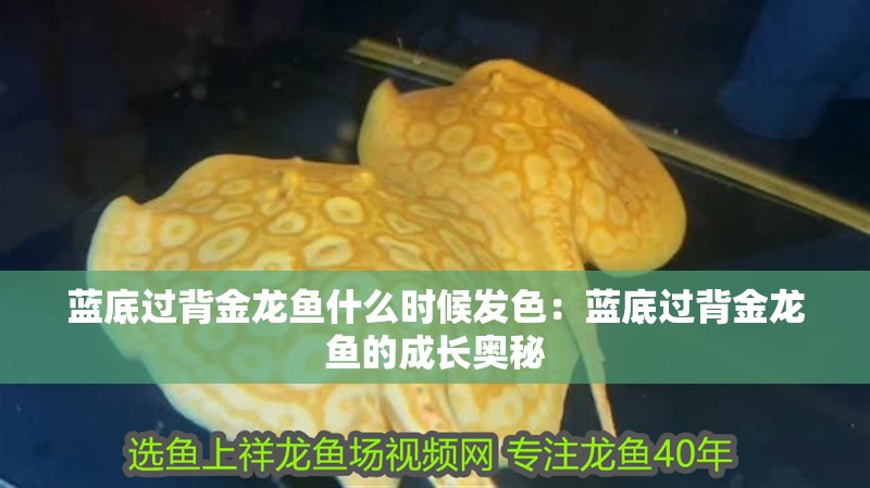 藍底過背金龍魚什么時候發色：藍底過背金龍魚的成長奧秘