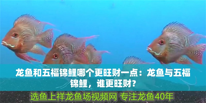 龍魚和五福錦鯉哪個更旺財一點：龍魚與五福錦鯉，誰更旺財？