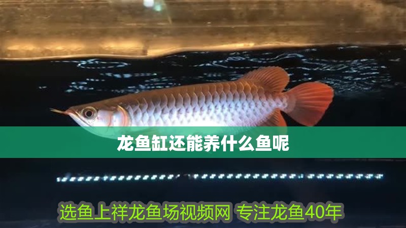 龍魚缸還能養(yǎng)什么魚呢 龍魚缸還能養(yǎng)什么魚呢 觀賞魚百科