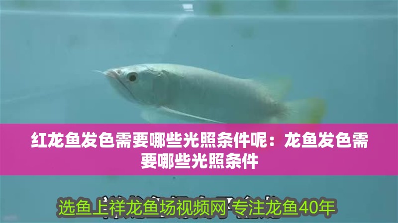 紅龍魚發色需要哪些光照條件呢：龍魚發色需要哪些光照條件