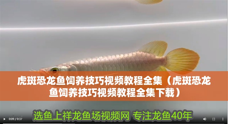 虎斑恐龍魚飼養(yǎng)技巧視頻教程全集（虎斑恐龍魚飼養(yǎng)技巧視頻教程全集下載）