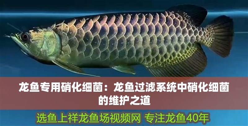 龍魚專用硝化細菌：龍魚過濾系統中硝化細菌的維護之道