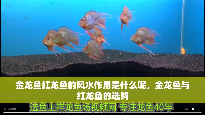 金龍魚紅龍魚的風水作用是什么呢,金龍魚與紅龍魚的選購 龍魚百科 第6張 金龍魚紅龍魚的風水作用是什么呢,金龍魚與紅龍魚的選購 金龍魚紅龍魚的風水作用是什么呢,金龍魚與紅龍魚的選購 龍魚百科 第6張