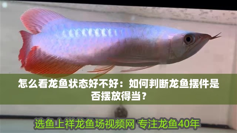 怎么看龍魚(yú)狀態(tài)好不好：如何判斷龍魚(yú)擺件是否擺放得當(dāng)？