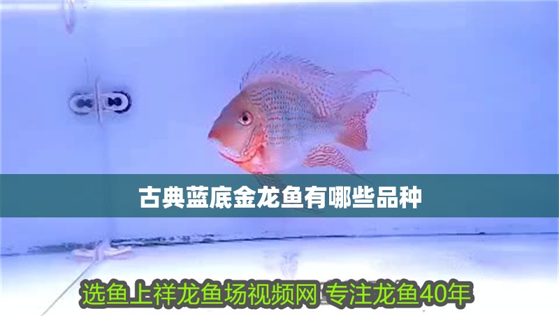 古典藍(lán)底金龍魚有哪些品種 古典藍(lán)底金龍魚有哪些品種 龍魚百科