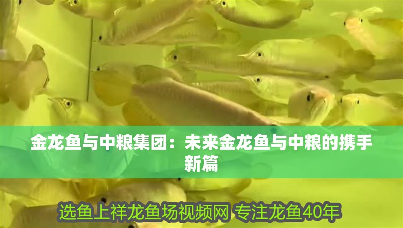 金龍魚與中糧集團(tuán)：未來金龍魚與中糧的攜手新篇