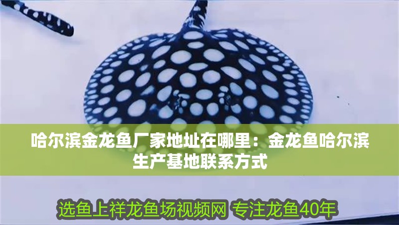 哈爾濱金龍魚廠家地址在哪里：金龍魚哈爾濱生產(chǎn)基地聯(lián)系方式