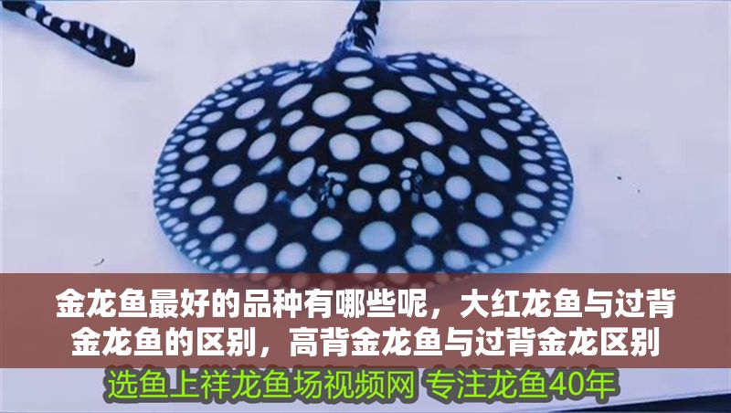 金龍魚最好的品種有哪些呢，大紅龍魚與過背金龍魚的區(qū)別，高背金龍魚與過背金龍區(qū)別