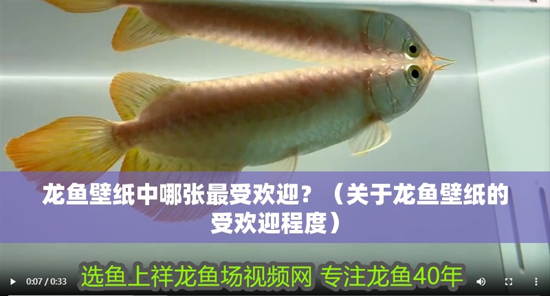 龍魚壁紙中哪張最受歡迎？（關于龍魚壁紙的受歡迎程度）