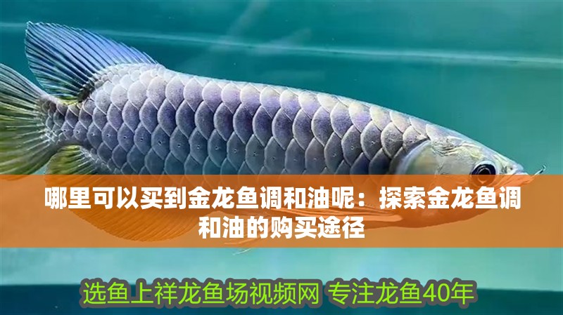 哪里可以買到金龍魚調(diào)和油呢：探索金龍魚調(diào)和油的購買途徑