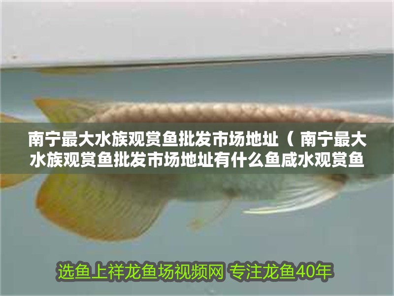 南寧最大水族觀賞魚批發市場地址（ 南寧最大水族觀賞魚批發市場地址有什么魚咸水觀賞魚） 南寧最大水族觀賞魚批發市場地址（ 南寧最大水族觀賞魚批發市場地址有什么魚咸水觀賞魚） 觀賞魚百科