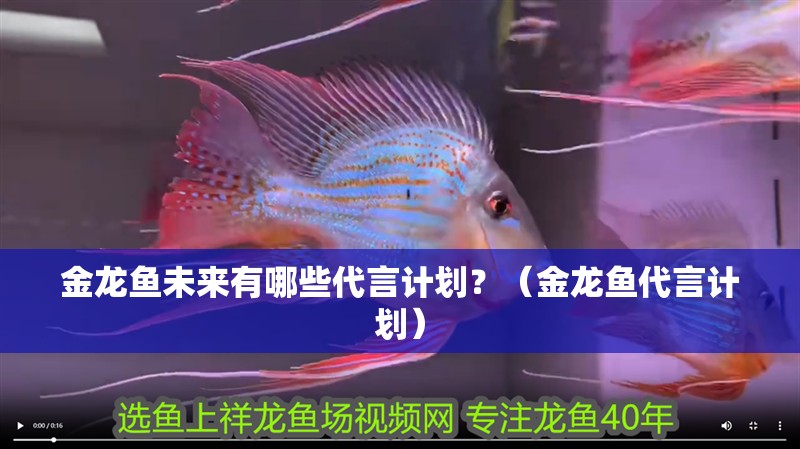 金龍魚未來有哪些代言計劃？（金龍魚代言計劃） 金龍魚未來有哪些代言計劃？（金龍魚代言計劃） 龍魚百科