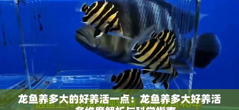 龍魚養多大的好養活一點：龍魚養多大好養活，多維度解析與科學指南