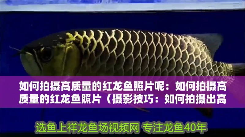 如何拍攝高質量的紅龍魚照片呢：如何拍攝高質量的紅龍魚照片（攝影技巧：如何拍攝出高質量的紅龍魚照片）