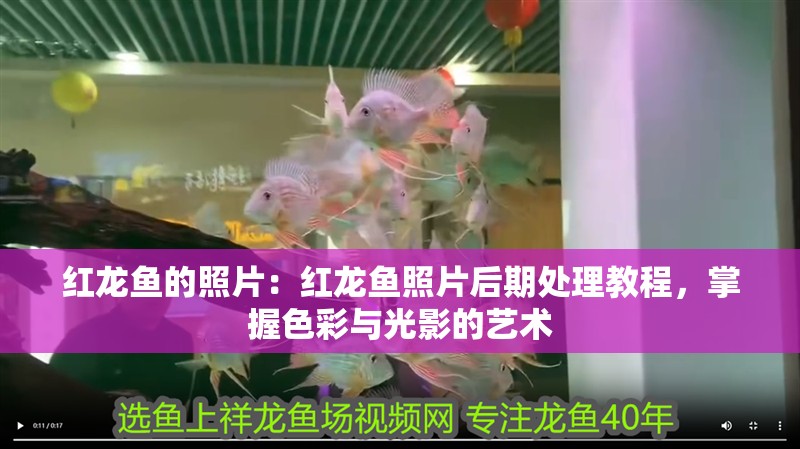 紅龍魚的照片：紅龍魚照片后期處理教程，掌握色彩與光影的藝術