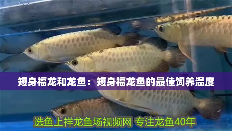 短身福龍和龍魚：短身福龍魚的最佳飼養溫度